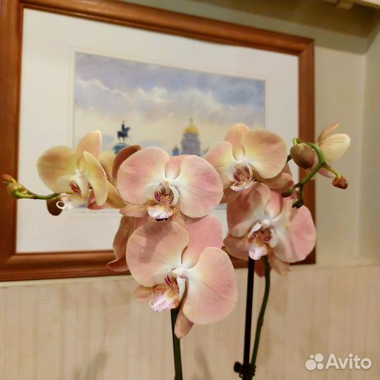 Мандала 2 цветоноса редкая орхидея