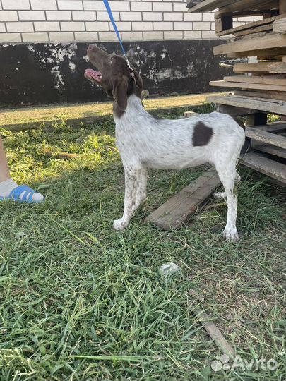 Щенки курцхара