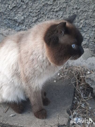 Ищем дом хорошему котику. г. Дивногорск