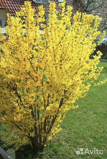 Форзиция саженцы