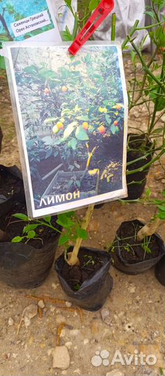 Лимонное дерево