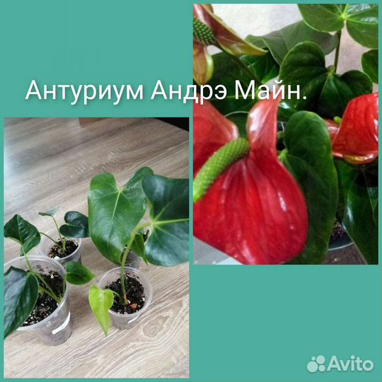 Гибискусы.Антуриум,хлорофитумОранж,бони
