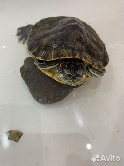 Черепаха