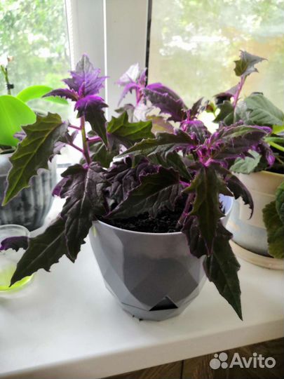 Цветок Гинура