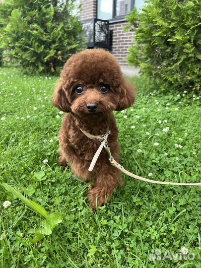 Пудель тедди Китай