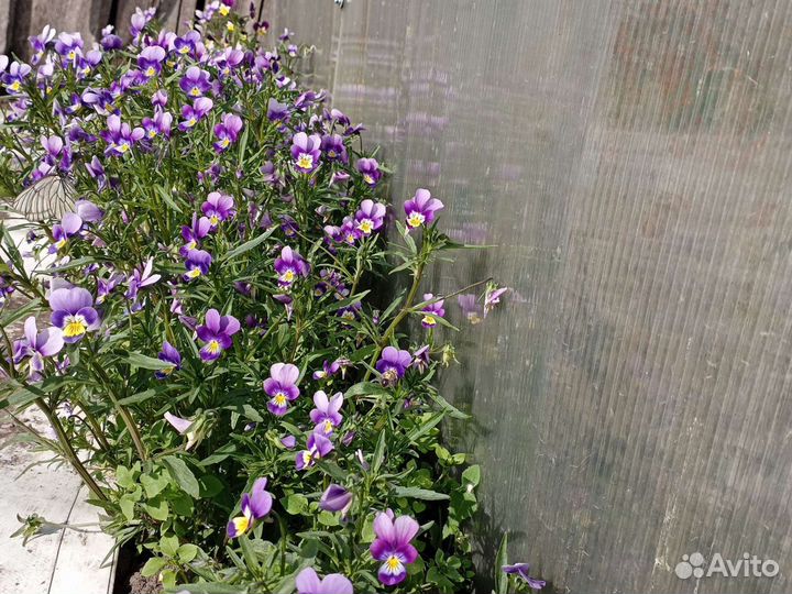 Анютины глазки