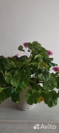 Пальма драцена. Рео. Панданус. Герань