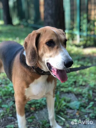 Эстонская гончая