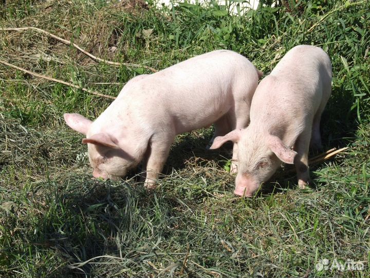 Поросята