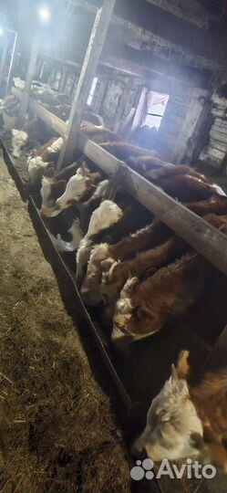 Быки и тёлки