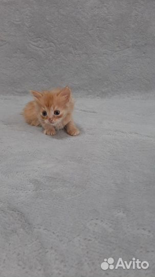 Кошки в добрые руки