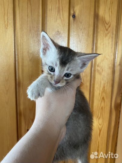 Котята чаузи