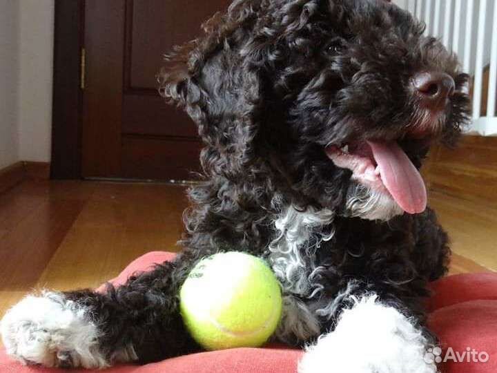 Щенок Лаготто Романьоло - Трюфельной собаки