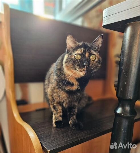 Кошка ищет дом