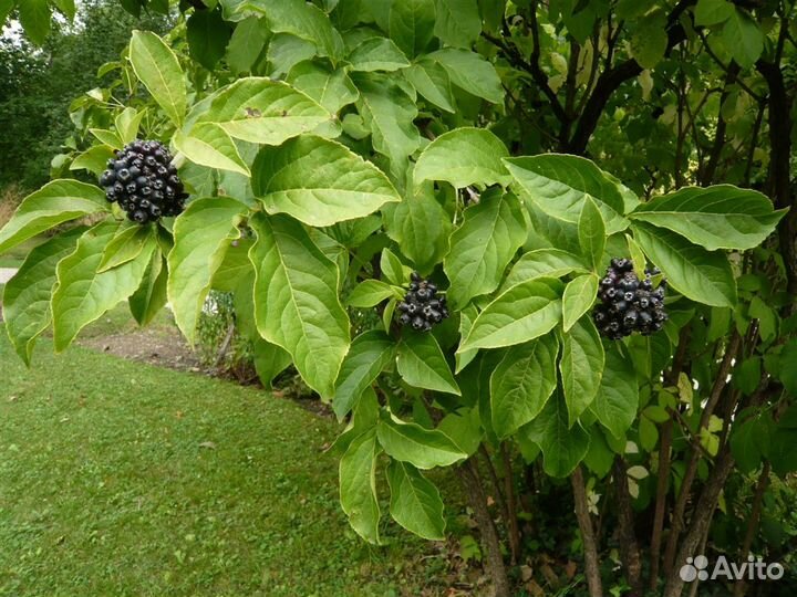 Элеутерококк колючий и другие саженцы
