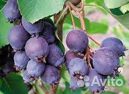 Продам саженцы ирги