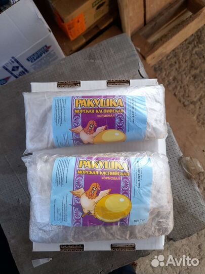 Ракушка морская