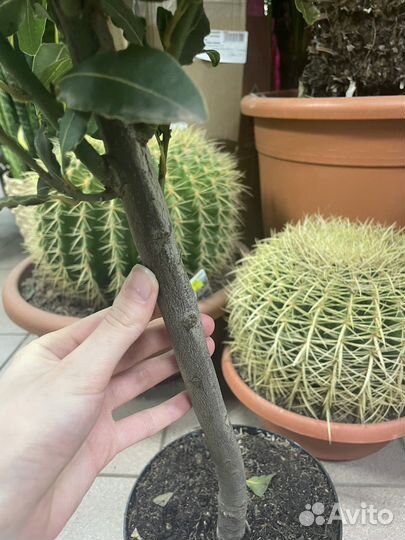 Лавр на штамбе