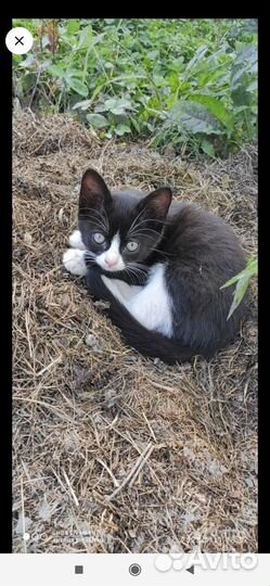 Котята в добрые руки