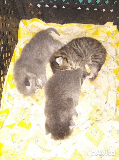 Вислоухие котята в добрые руки