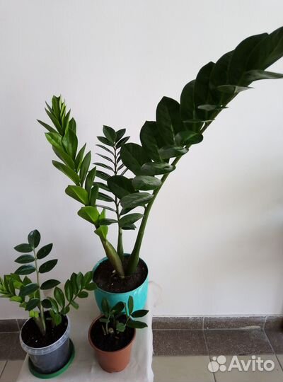 Продам цветы комнатные