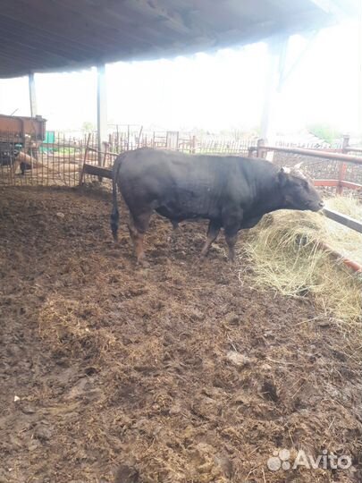 Продам быков