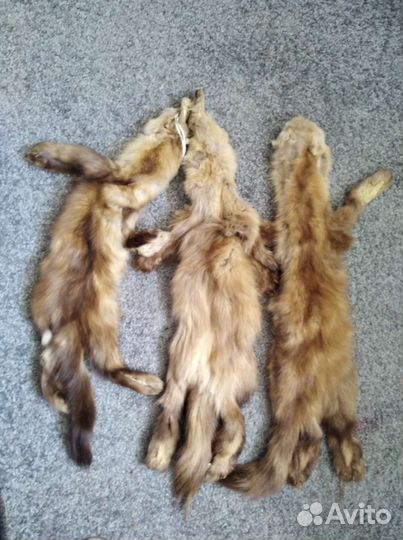 Шкурка куницы