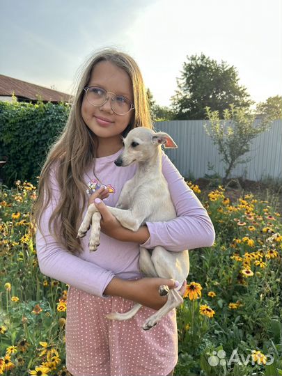 Левретка девочка