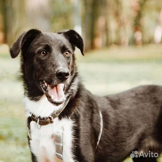 Бади в поисках дома малыш грустит в приюте
