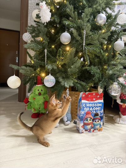 Абиссинские котята