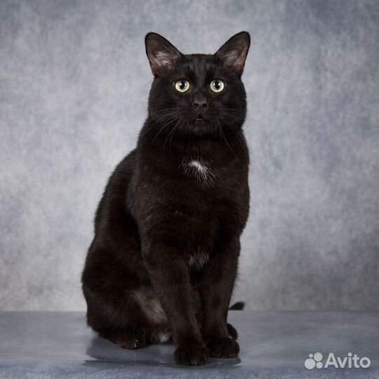 Очень ласковый черный кот Пантелей