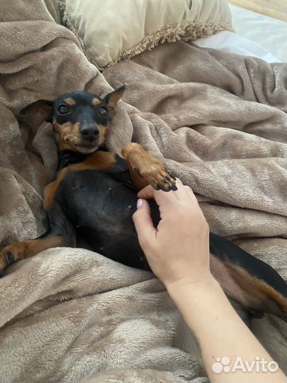 Передержка собак, дог-ситтер