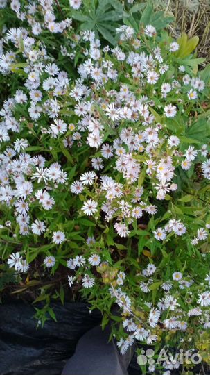 Сентябринки, ноготки