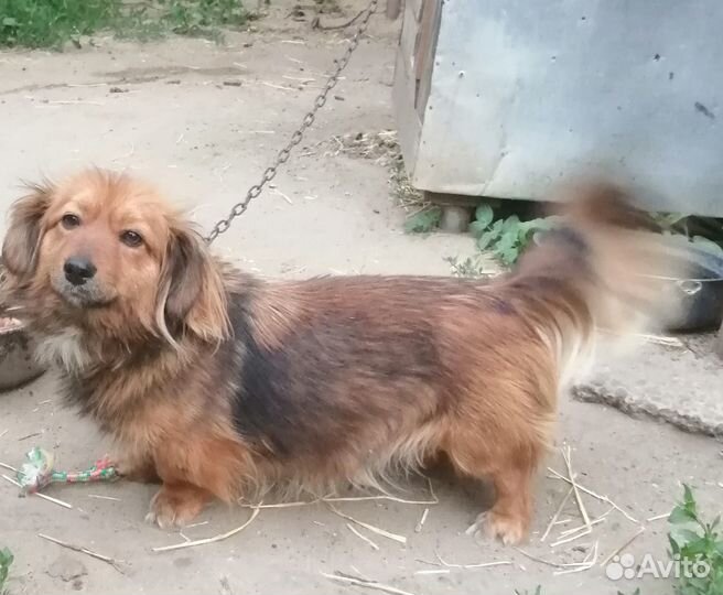 Отдам в добрые, заботливые руки