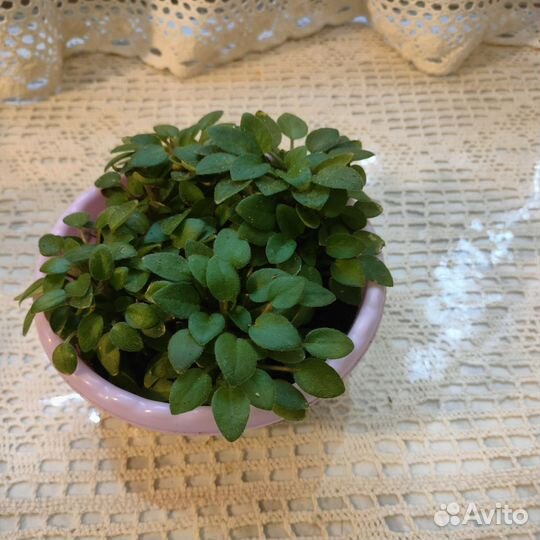 Сортовые фиалки цветущие