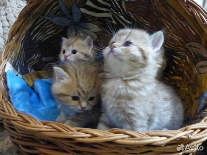 Британская короткошерстная кошка