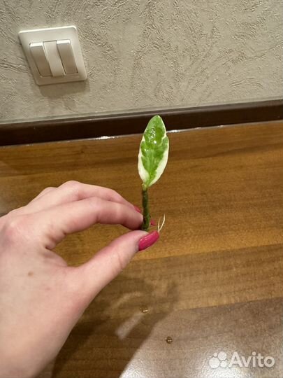 Росток педилантуса