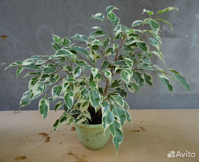 Фикус бенджамина пестролистный