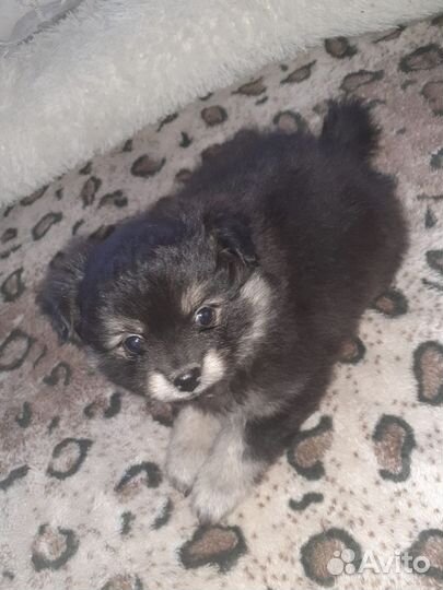 Щенки шпица