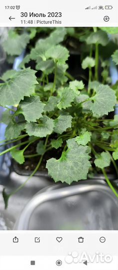 Жених и невеста (кампанула)