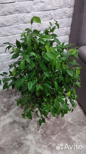 Фикус мелколистный, 75см