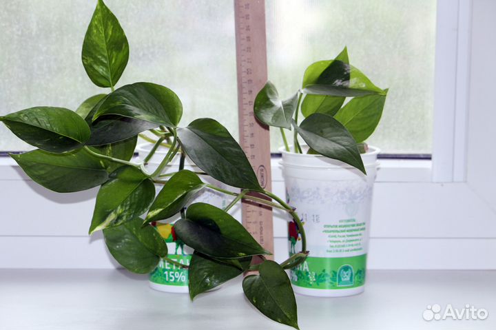 Сциндапсус лиана