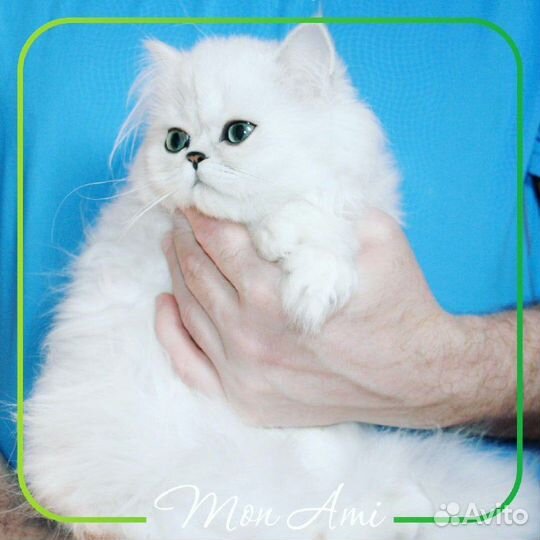 Высокопородные персидские шиншиллы