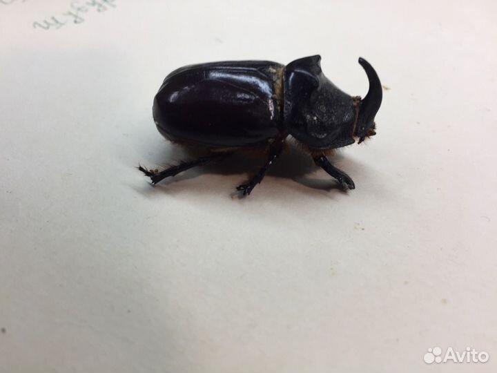 Жук носорог