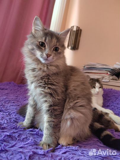 Кошечка, возраст около года, в добрые руки