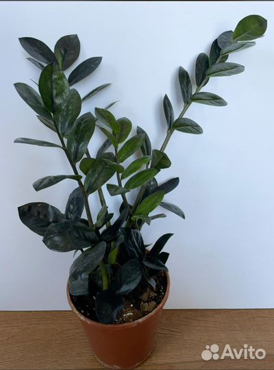 Замиокулькас Равен, Черный ворон (raven)