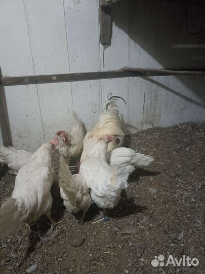 Продам куриц несушек возраст 1.5 года