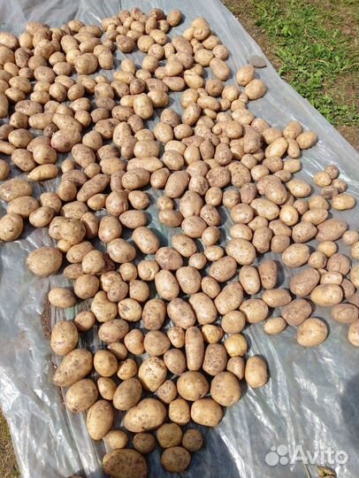 Продам картофель