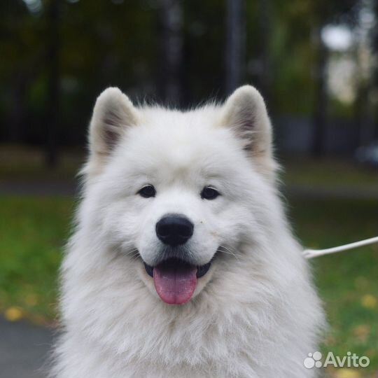 Аренда Самоедских собак для фотосессия