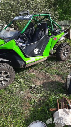 Arctic cat